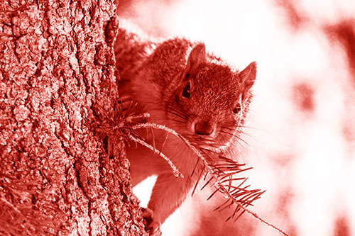 Tree Peekaboo With A Squirrel (Red Shade Photo)