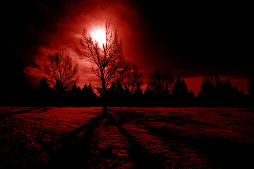 Tree Silhouette Holds Sun Among Darkness (Red Shade Photo)