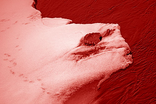 Tree Stump Eyed Snow Face Creature Along River Shoreline (Red Shade Photo)