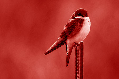Tree Swallow Keeping Watch (Red Shade Photo)