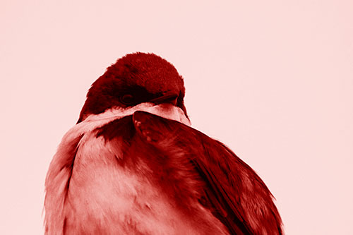 Tree Swallow Watching Surroundings (Red Shade Photo)
