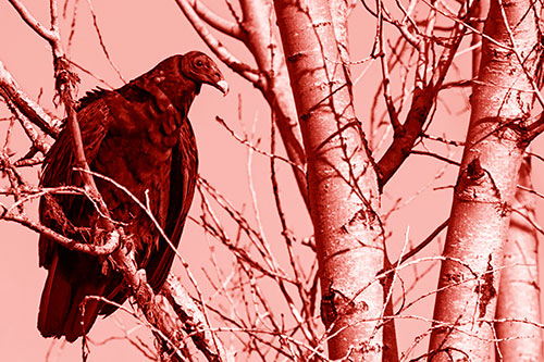 Turkey Vulture Perched Atop Tattered Tree Branch (Red Shade Photo)