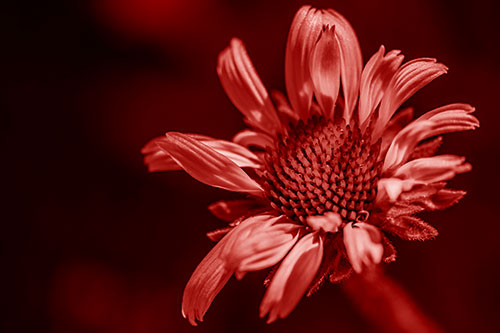 Twirling Petal Coneflower Among Shade (Red Shade Photo)