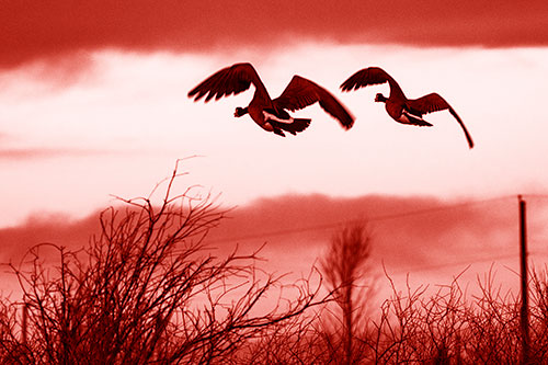 Two Canadian Geese Flying Over Trees (Red Shade Photo)