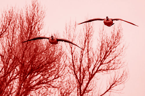 Two Canadian Geese Honking During Flight (Red Shade Photo)