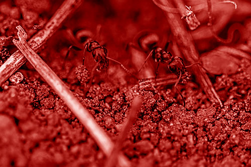 Two Carpenter Ants Working Hard Among Soil (Red Shade Photo)