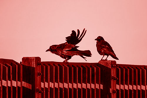 Two Crows Gather Along Wooden Fence (Red Shade Photo)