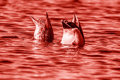 Two Ducks Upside Down In Lake (Red Shade Photo)