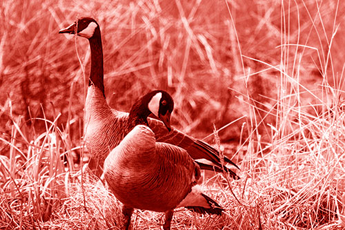 Two Geese Contemplating A Swim In Lake (Red Shade Photo)