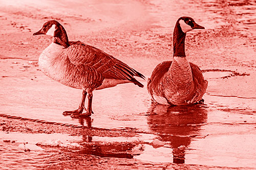 Two Geese Embrace Sunrise Atop Ice Frozen River (Red Shade Photo)