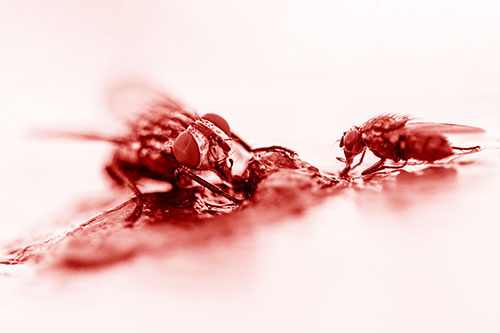 Two Hungry Cluster Flies Feasting Together (Red Shade)