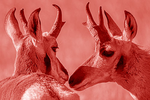 Two Loving Pronghorns Kissing Each Other (Red Shade)