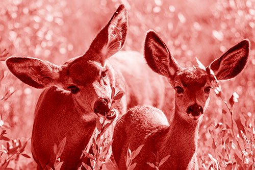 Two Mule Deer Enjoying Leafy Breakfast (Red Shade)