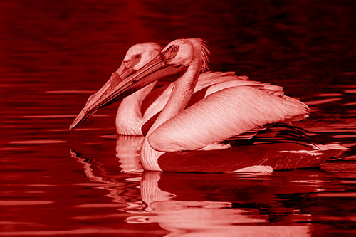 Two Pelicans Swimming In Unison (Red Shade)