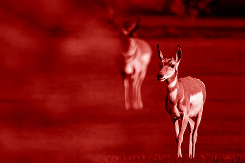 Two Pronghorns Walking Across Freshly Cut Grass (Red Shade Photo)