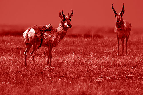 Two Shedding Pronghorns Among Grass (Red Shade Photo)