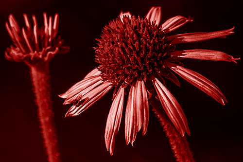Two Towering Coneflowers Blossoming (Red Shade Photo)