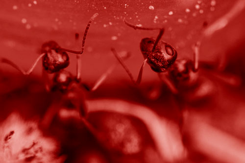 Two Vertical Climbing Carpenter Ants (Red Shade Photo)