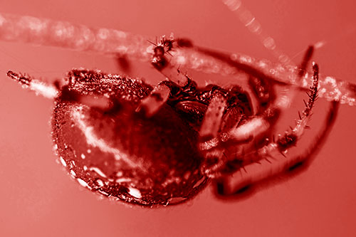 Upside Down Furrow Orb Weaver Spider Crawling Along Stem (Red Shade)