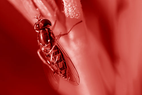 Vertical Leg Contorting Hoverfly (Red Shade Photo)