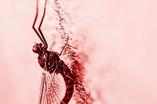 Vertical Perched Mayfly Sleeping (Red Shade Photo)