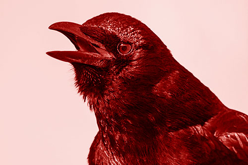 Vocal Crow Cawing Towards Sunlight (Red Shade Photo)