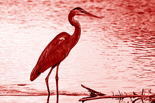 Wading Great Blue Heron Hunting Fish (Red Shade)
