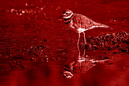 Wading Killdeer Wanders Shallow River Water (Red Shade)