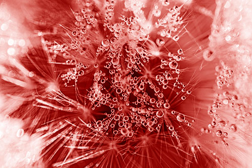 Water Dew Bubbles Among Dandelion Fluff (Red Shade)