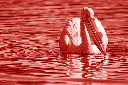 Water Floating Pelican Hunting For Food (Red Shade)