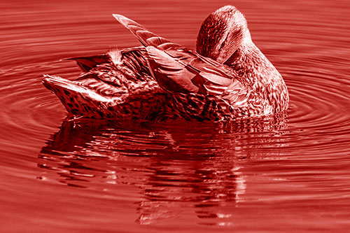 Water Rippling Mallard Duck Grooming Self (Red Shade)