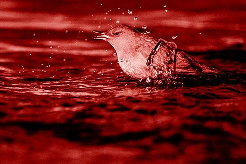 Water Splashing American Dipper Feasting On Larvae (Red Shade)