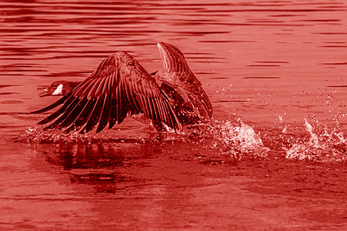 Water Splashing Canadian Goose Taking Flight Off Lake (Red Shade)