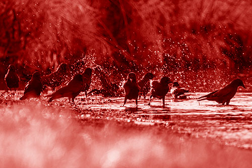 Water Splashing Crows Enjoy Bird Bath Along River Shore (Red Shade Photo)