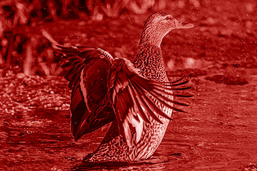 Water Splashing Mallard Duck Flapping Wings Among Pond (Red Shade Photo)