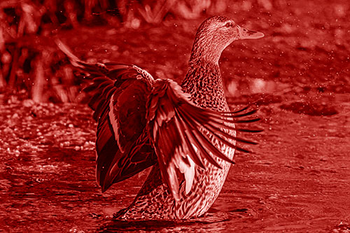 Water Splashing Mallard Duck Flapping Wings Among Pond (Red Shade)
