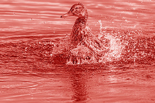 Water Splashing Mallard Duck Taking Bird Bath (Red Shade)