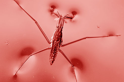 Water Strider Perched Atop Calm River (Red Shade Photo)