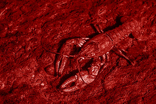 Water Submerged Crayfish Crawling Upstream (Red Shade Photo)