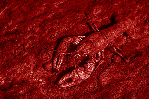Water Submerged Crayfish Crawling Upstream (Red Shade)