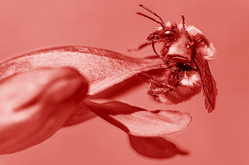 Waving Red Belted Bumble Bee Climbing Flower Petal (Red Shade)