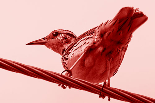Western Meadowlark Keeping Watch Atop Powerline Wire (Red Shade)