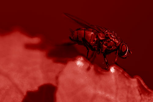 Wet Cluster Fly Walks Along Leaf Rim Edge (Red Shade Photo)