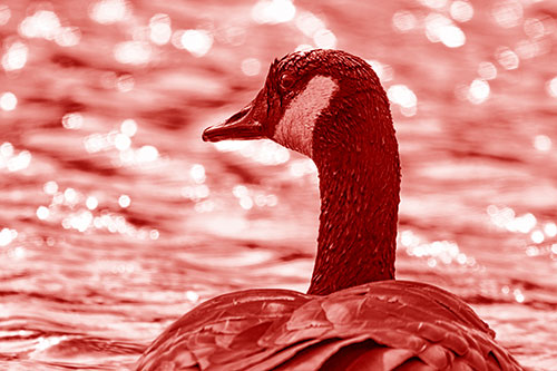 Wet Headed Canadian Goose Among Glistening Water (Red Shade Photo)
