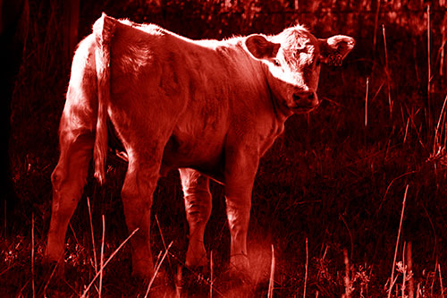White Cow Calf Looking Backwards (Red Shade Photo)