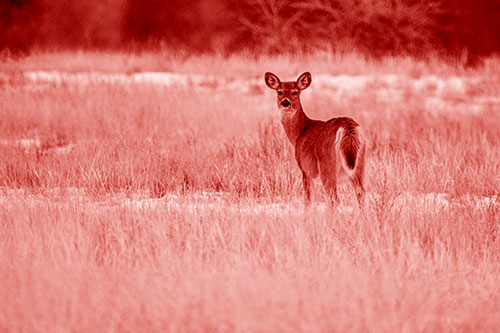 White Tailed Deer Gazing Backwards Among Snowy Field (Red Shade Photo)