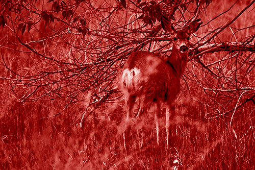 White Tailed Deer Looking Backwards Atop Grassy Pasture (Red Shade Photo)