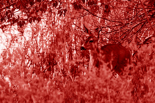White Tailed Deer Looking Onwards Among Tall Grass (Red Shade Photo)