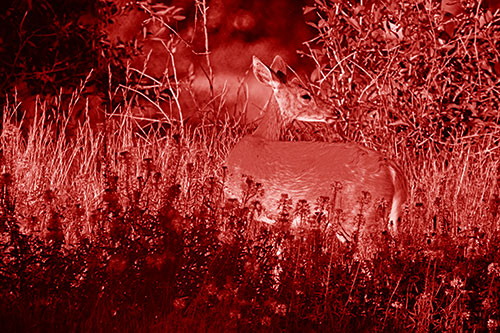 White Tailed Deer Looks Back Among Lily Nile Flowers (Red Shade)