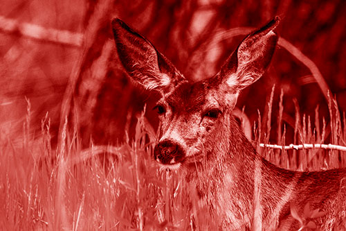 White Tailed Deer Sitting Among Tall Grass (Red Shade Photo)